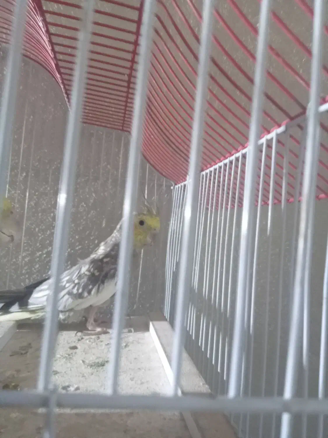 عروس هلندی یک دونه|پرنده|آبیک, |دیوار