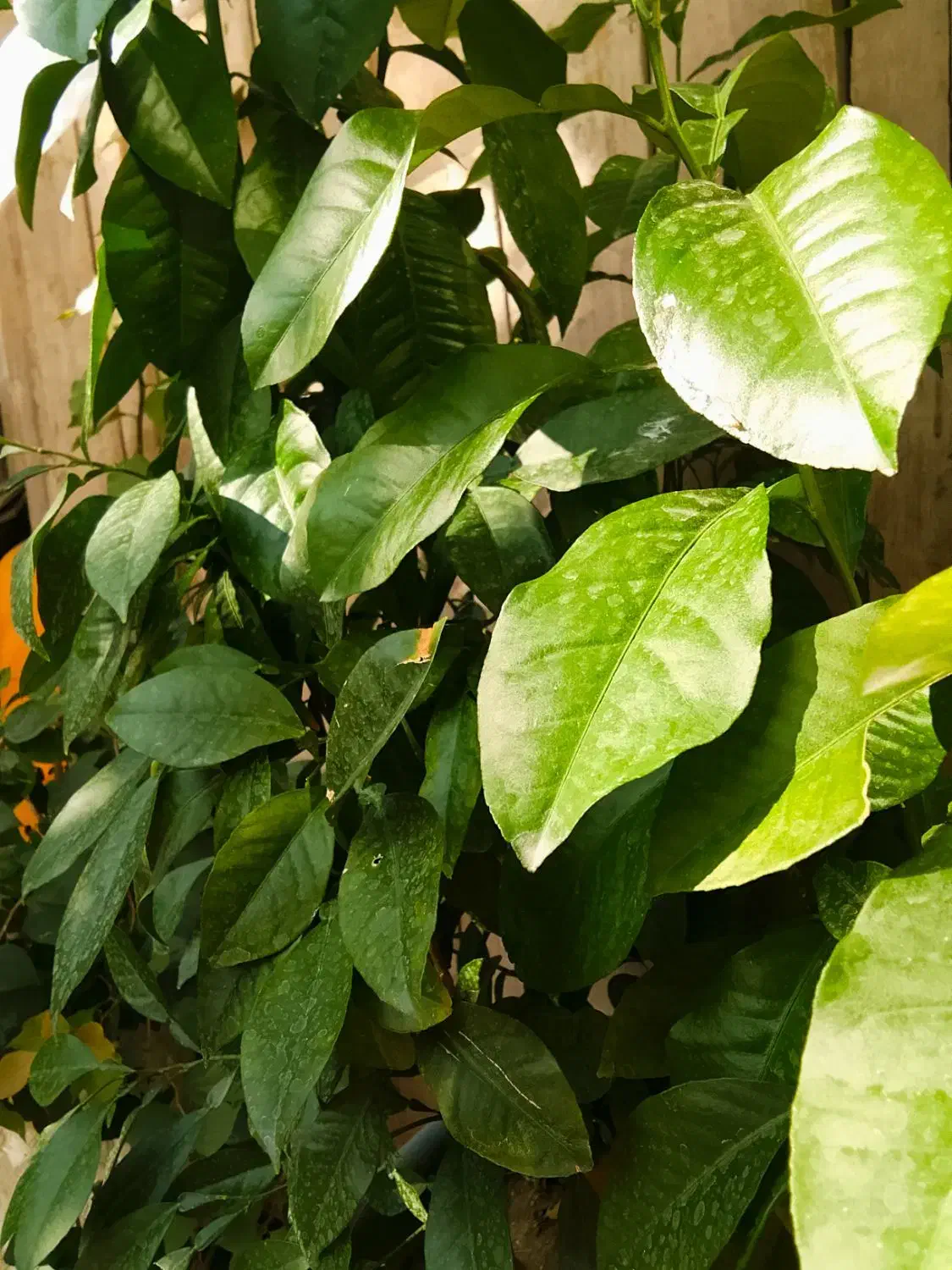 گل بهار نارنج|گل و گیاه طبیعی|سلماس, |دیوار