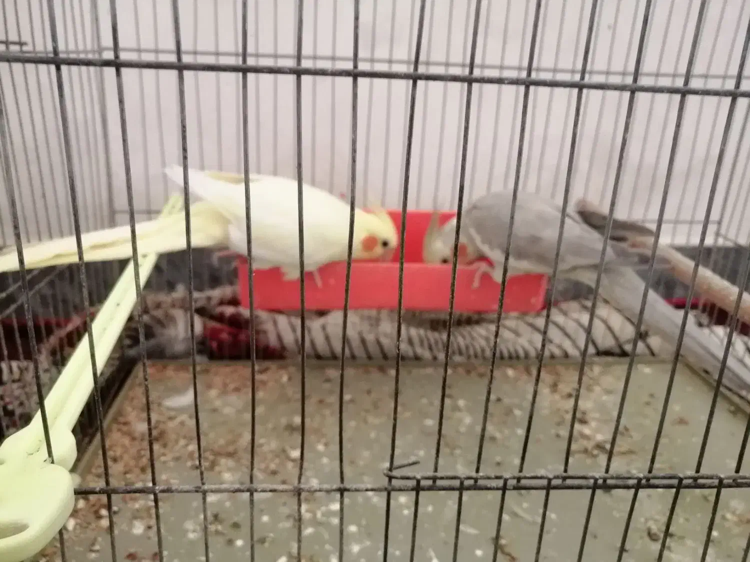 عروس هلندی همراه باقفس|پرنده|اهواز, منازل کارون|دیوار