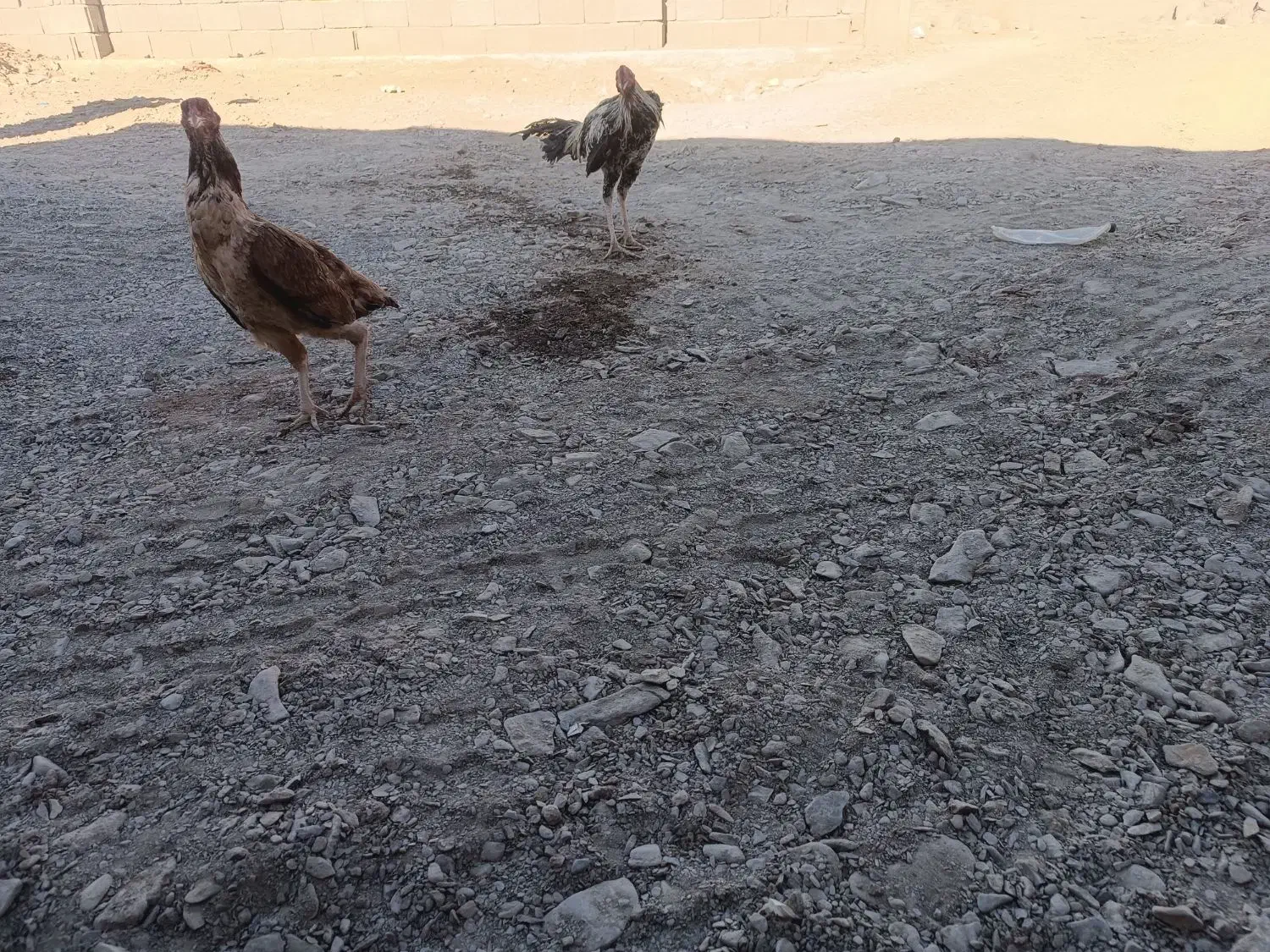 حیوان|حیوانات مزرعه|سیب و سوران, |دیوار