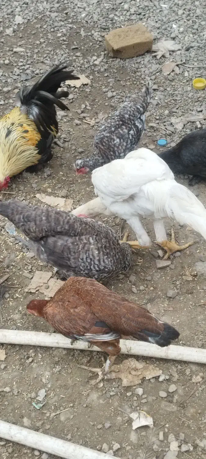 مرغ محلی|حیوانات مزرعه|رشت, لاکان شهر|دیوار