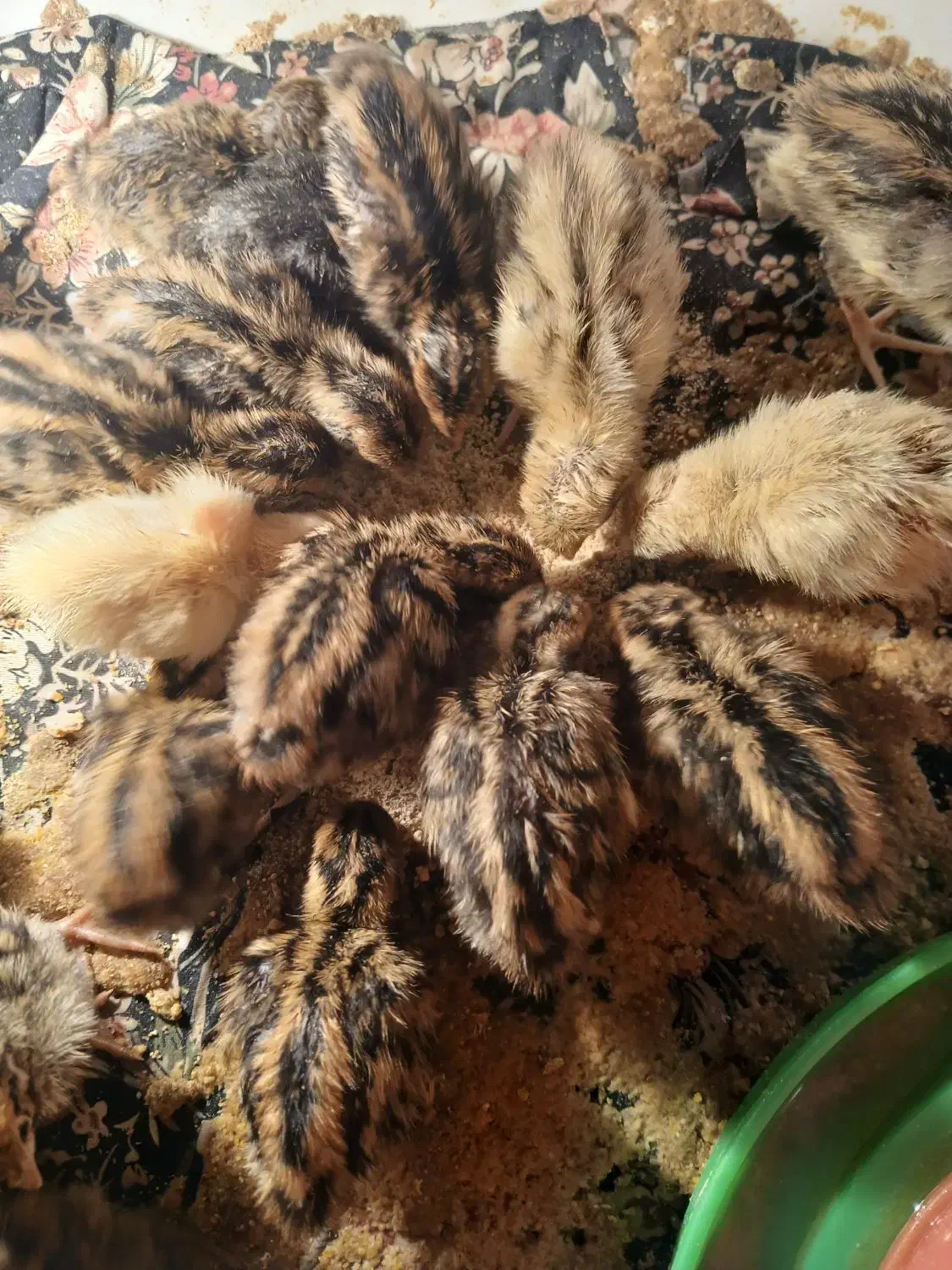 جوجه بلدرچین|حیوانات مزرعه|نیمروز, |دیوار