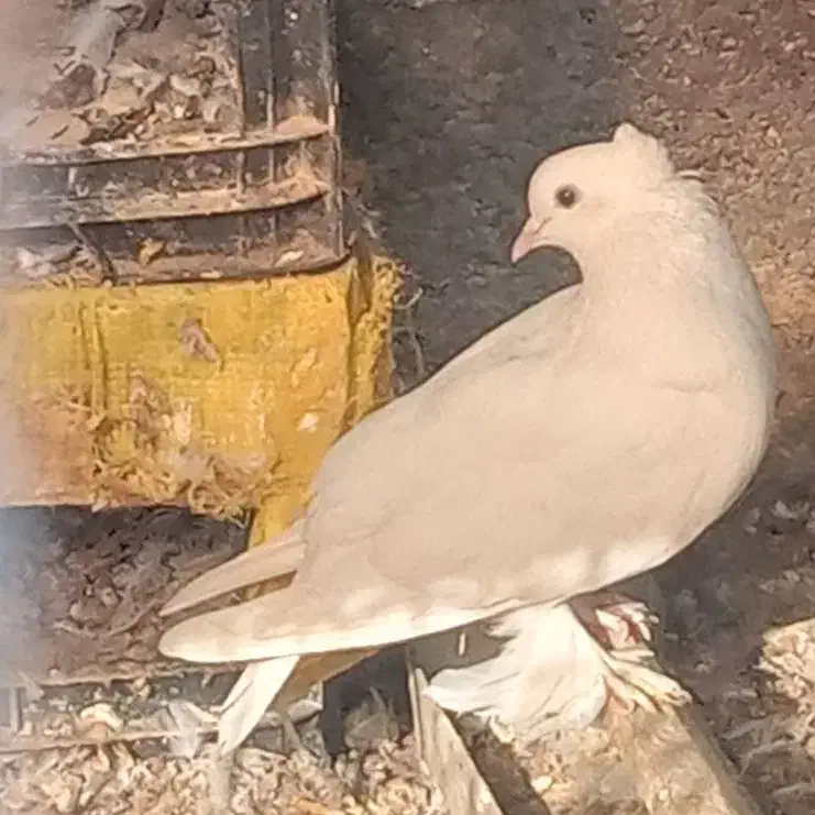 کبوتر سفید گره|پرنده|میناب, |دیوار