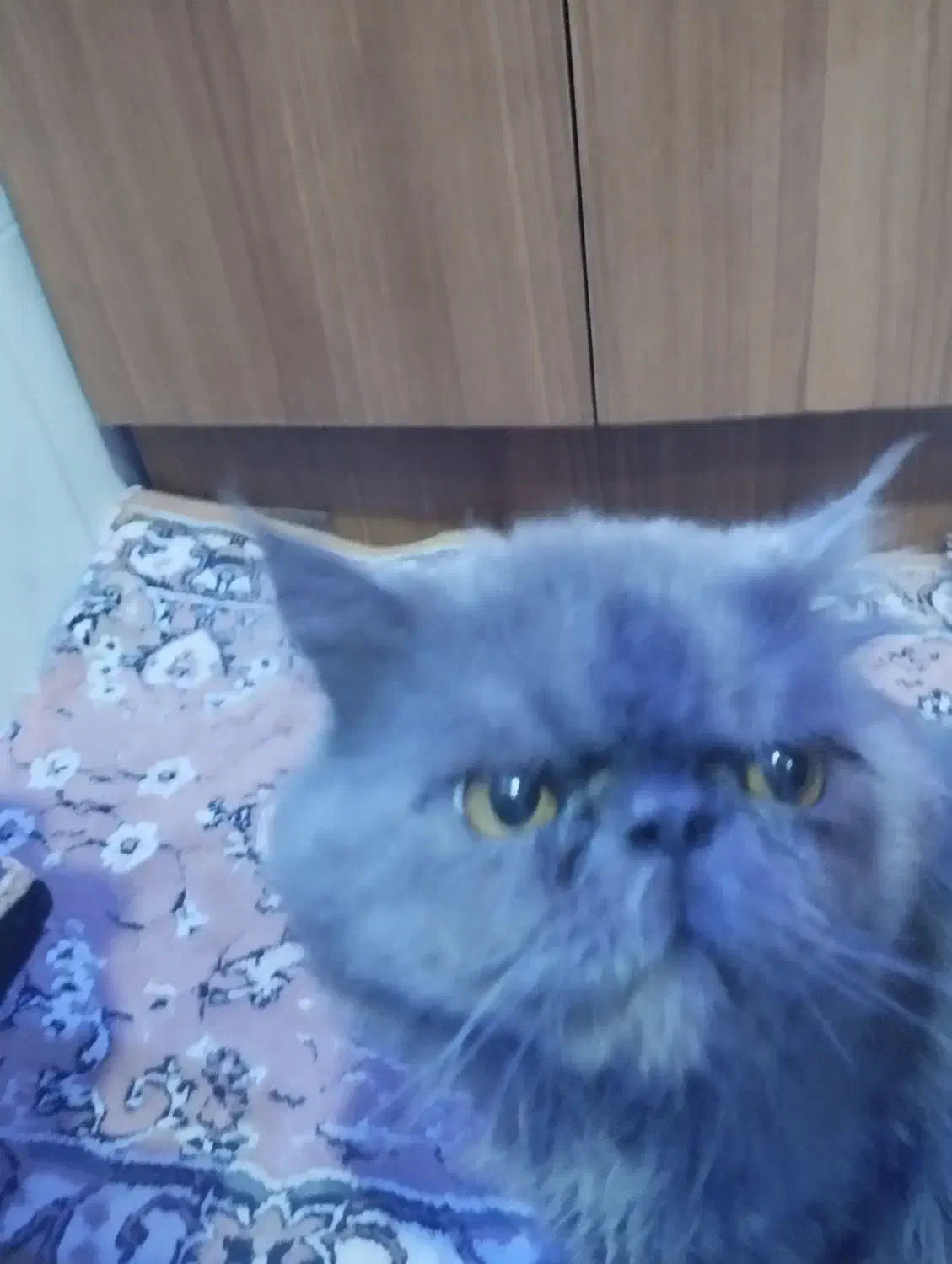 گربیه نژادارنر|گربه|تبریز, |دیوار