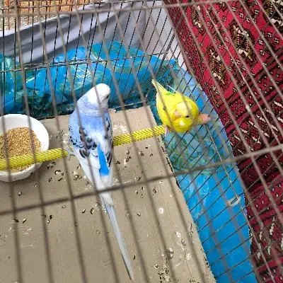 پرنده  مرغ عشق ۳تا|پرنده|پردیس, فاز ۸|دیوار