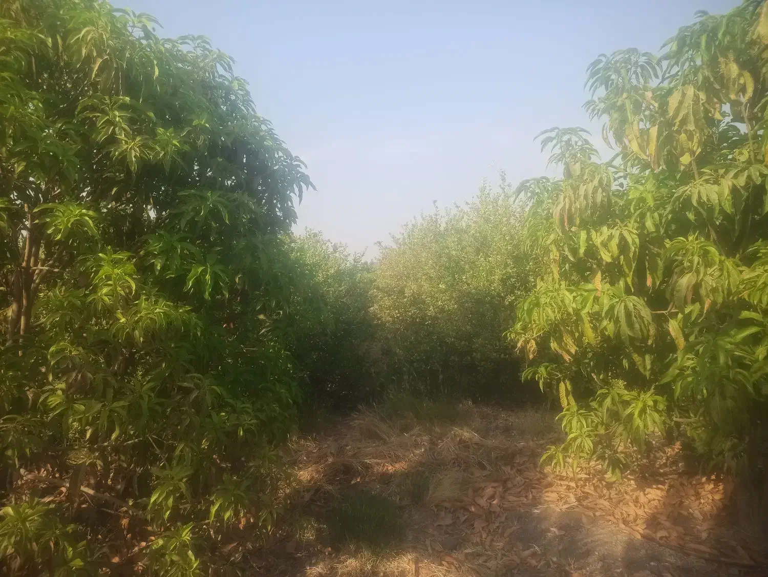 3هکتار باغ مرکبات رودان|فروش دفتر صنعتی، کشاورزی، تجاری|رودان, |دیوار