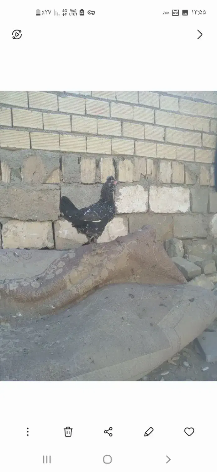 مرغ گلین|حیوانات مزرعه|کوهدشت, |دیوار