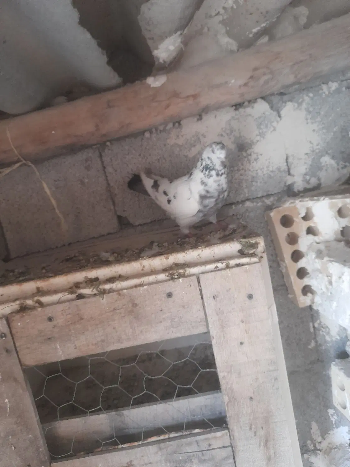 کفتر|پرنده|اردبیل, |دیوار