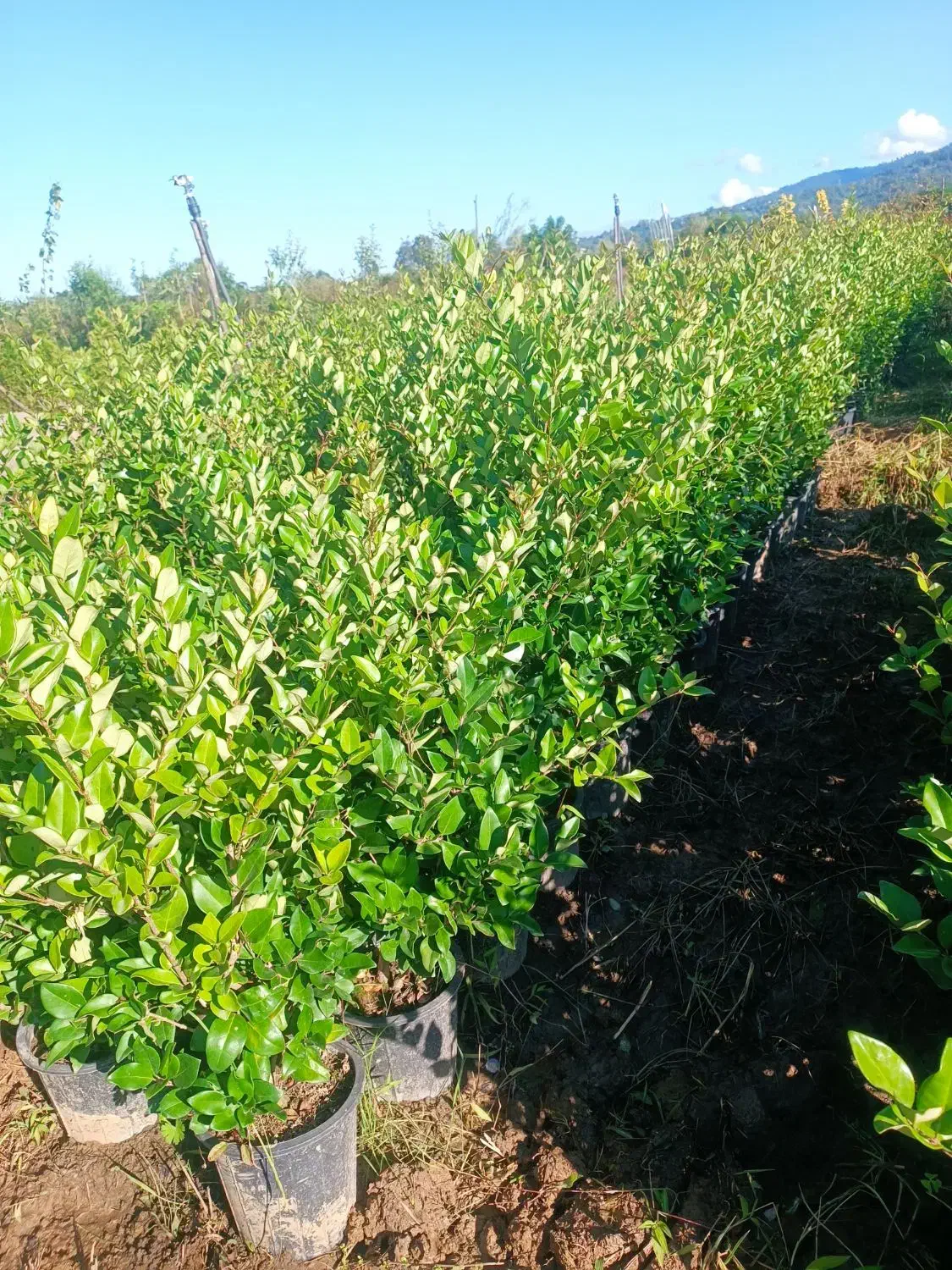 فروش یاس هلندی|گل و گیاه طبیعی|رشت, منظریه|دیوار