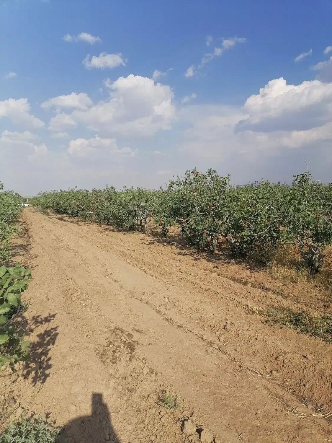 باغ پسته 14 هزارمترمربع|فروش دفتر صنعتی، کشاورزی، تجاری|چاهک, |دیوار