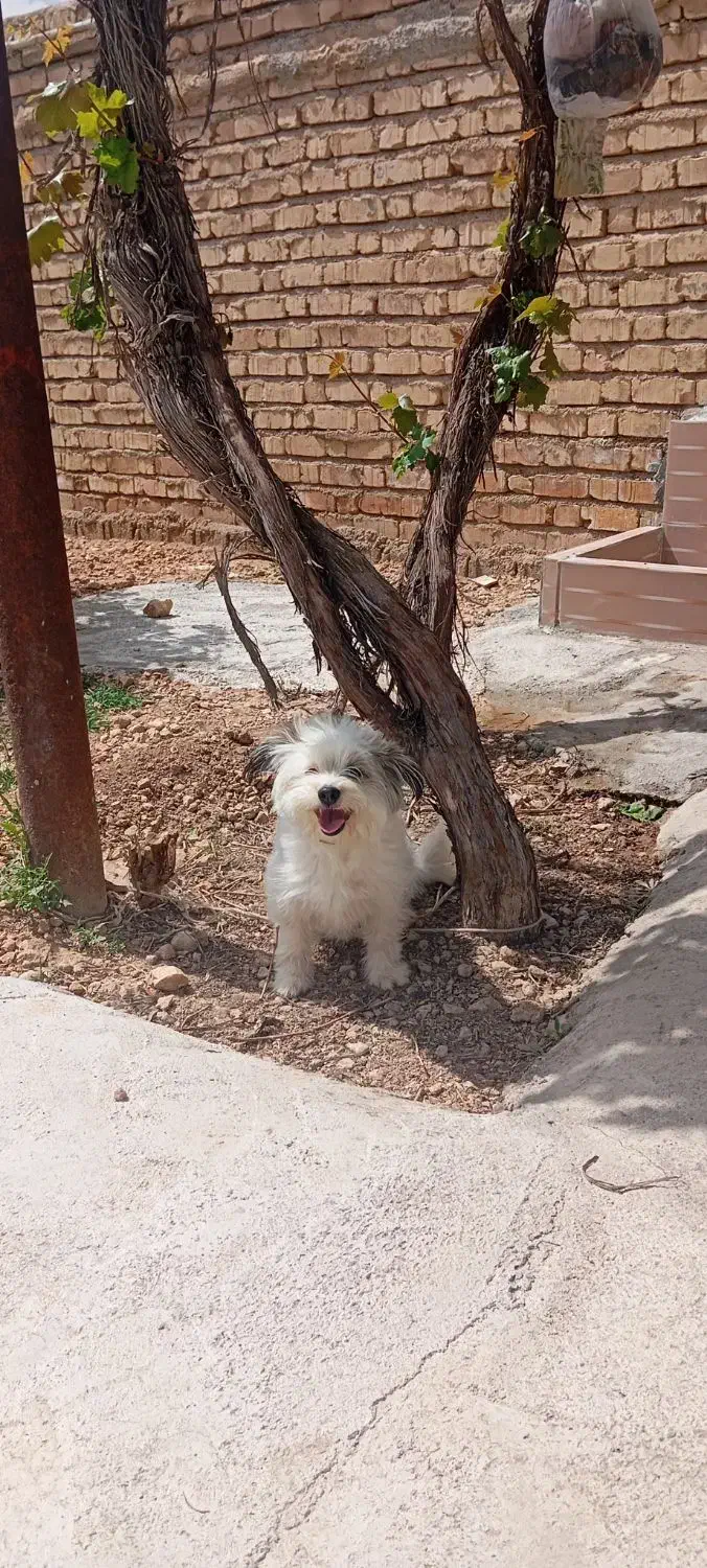 سگ نمایشی|سگ|فسا, |دیوار