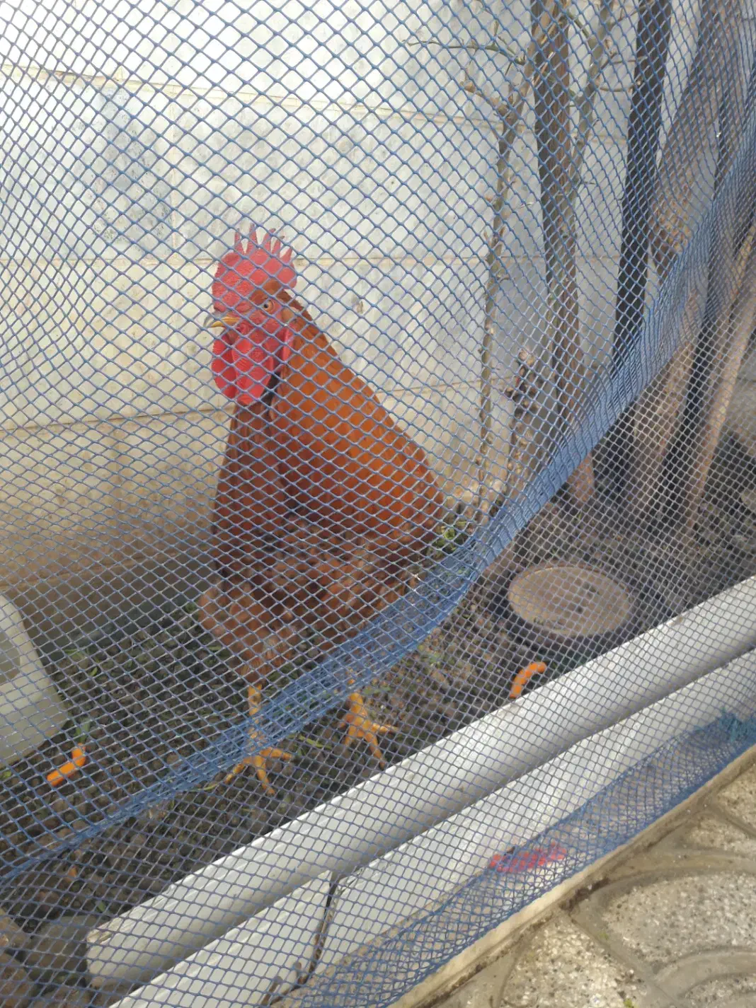 خروس محلی|حیوانات مزرعه|کرج, ساسانی (قلمستان)|دیوار