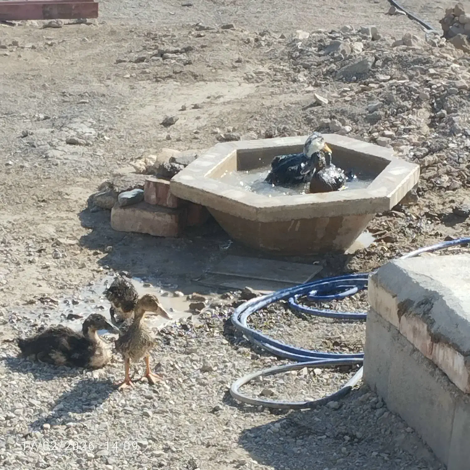 10عدد اردک|حیوانات مزرعه|نیمروز, |دیوار