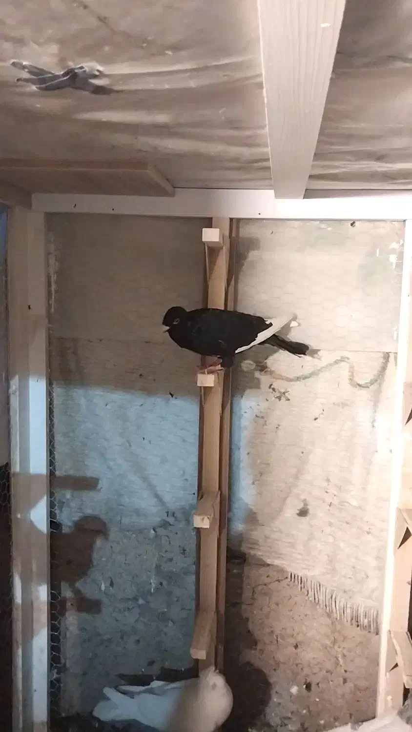 قره سیاه سوسنی|پرنده|شیراز, سعدیه شمالی|دیوار