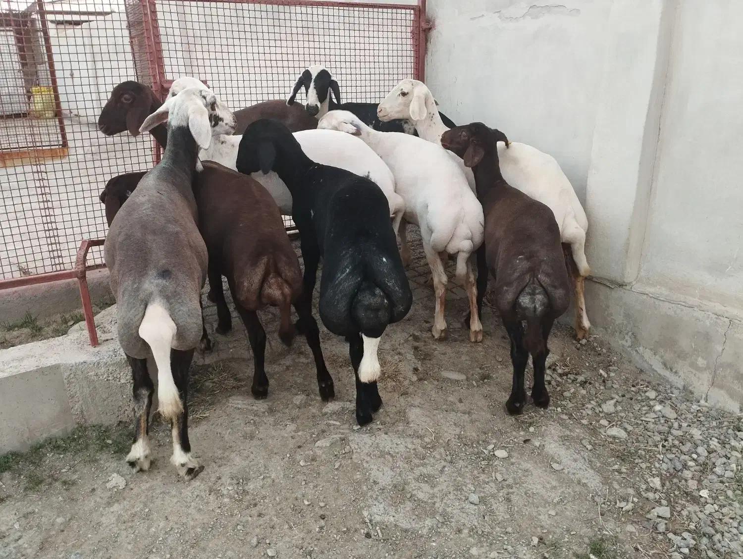 سلام ۹ عدد توقلی ماده زیرقوچی|حیوانات مزرعه|سیمین شهر, |دیوار