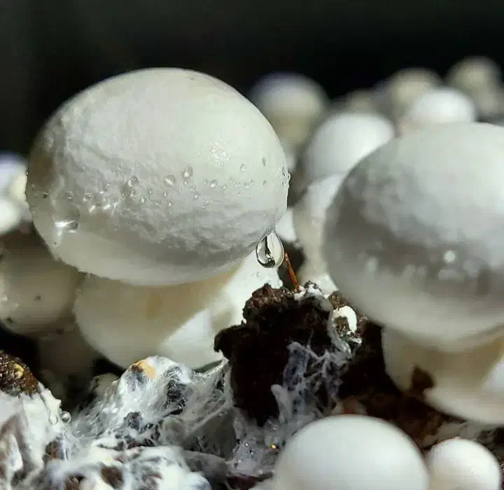 کارگر قارچ کار و سالندار|استخدام صنعتی، فنی، مهندسی|رینه, |دیوار