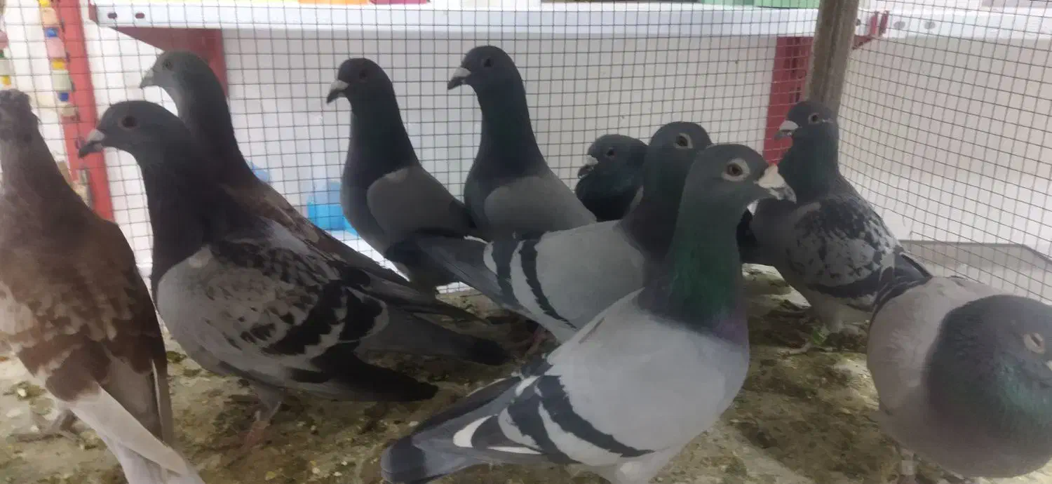 کبوتر|حیوانات|اصفهان, بهارستان|دیوار