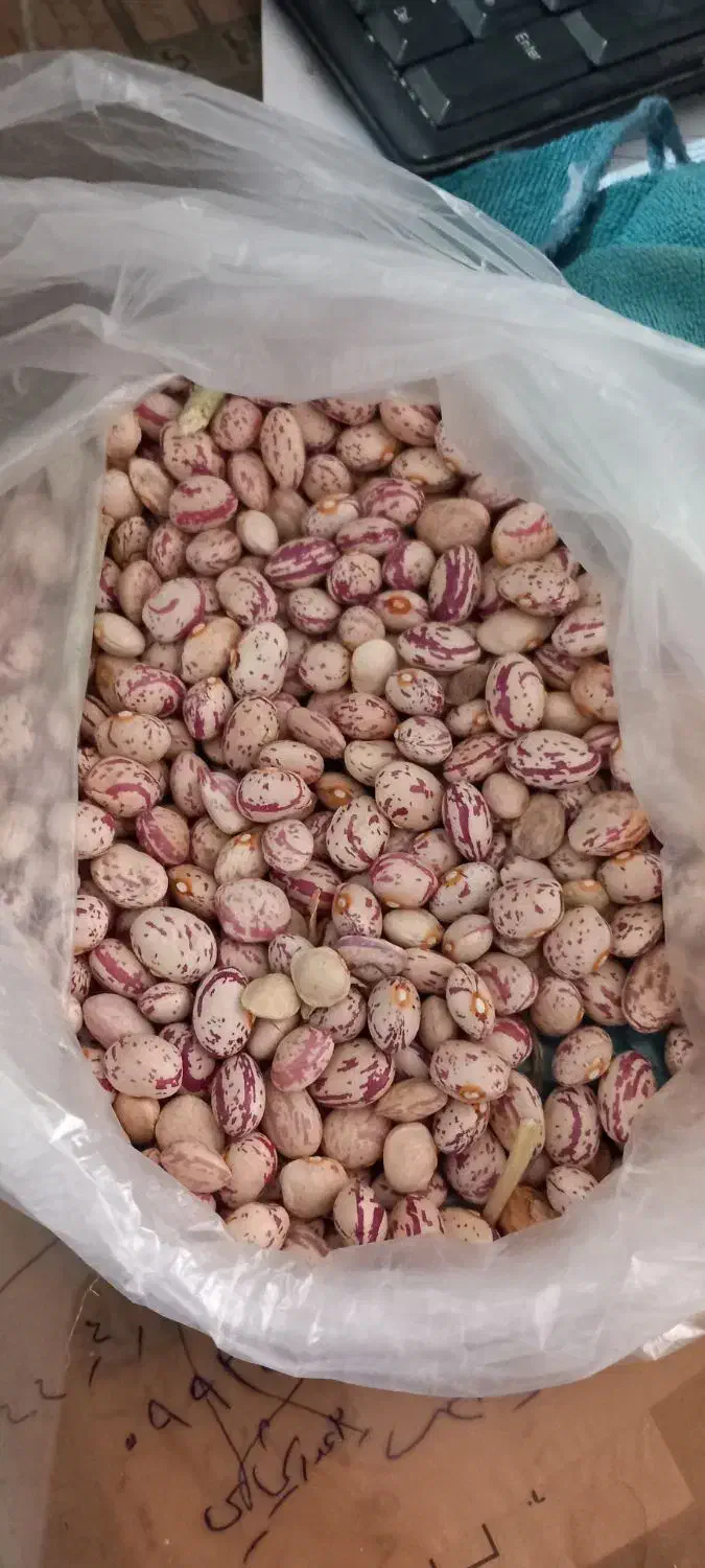 لوبیا چیتی سرحدی|خوردنی و آشامیدنی|خانمیرزا, |دیوار