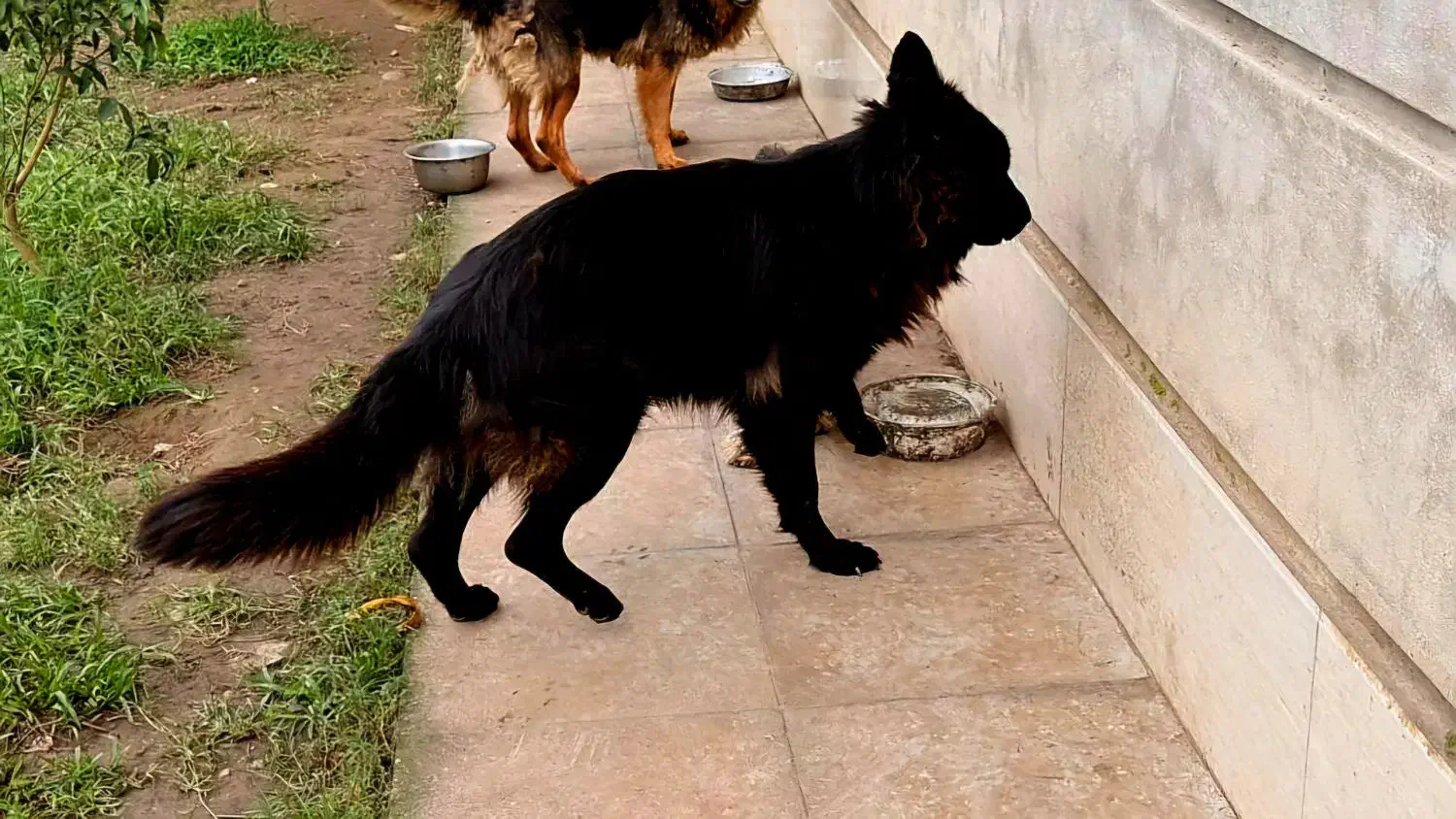 سگ ژرمن بلک|سگ|آستانه اشرفیه, |دیوار