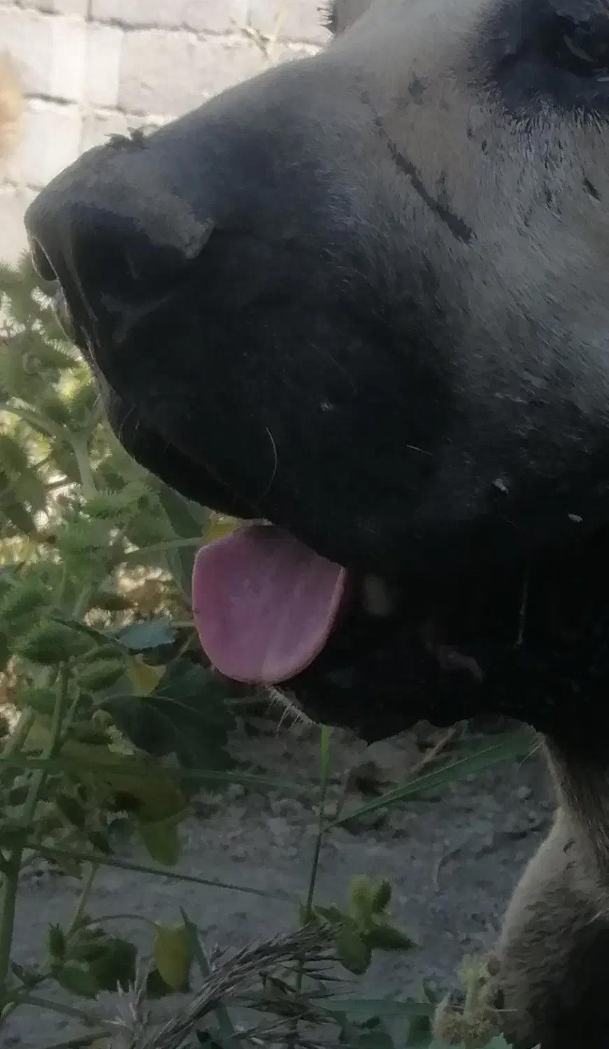 سگ گرفته|سگ|ارومیه, |دیوار