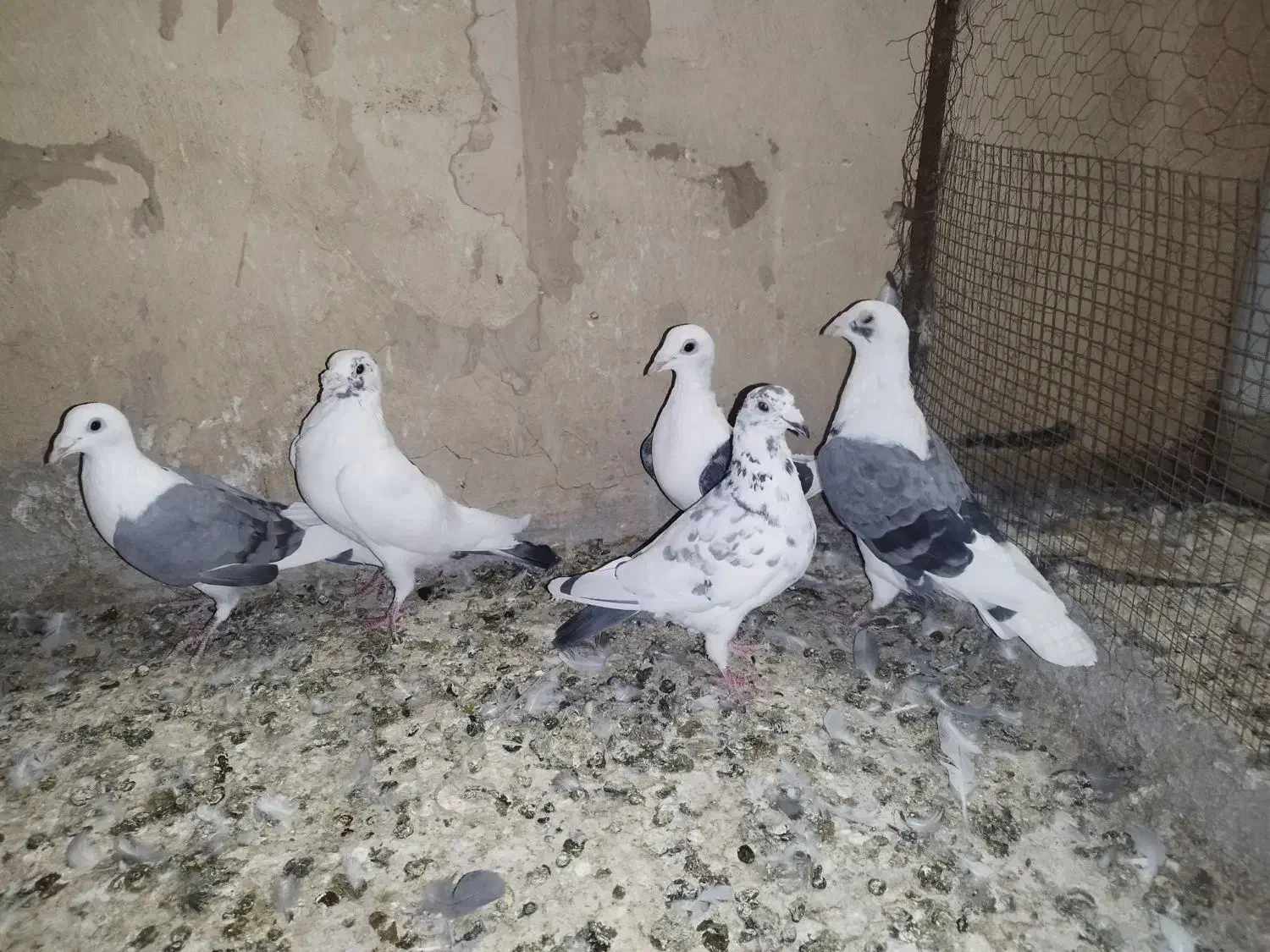 کفتر یا کبوتر پشدار آلمانی و رنگی جفتی و پرنده|پرنده|بوئین زهرا, |دیوار