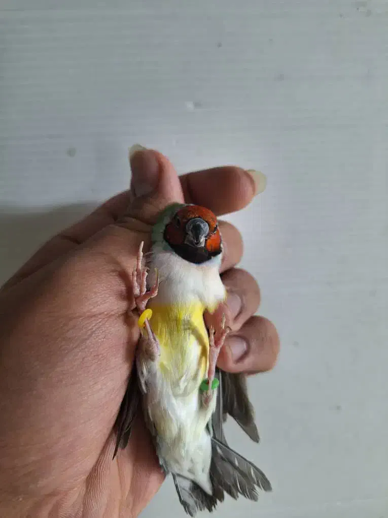 فنچ گلدین و کینگ و کوتوله مولد و سرلاکی و قناری|پرنده|اصفهان, دوطفلان|دیوار