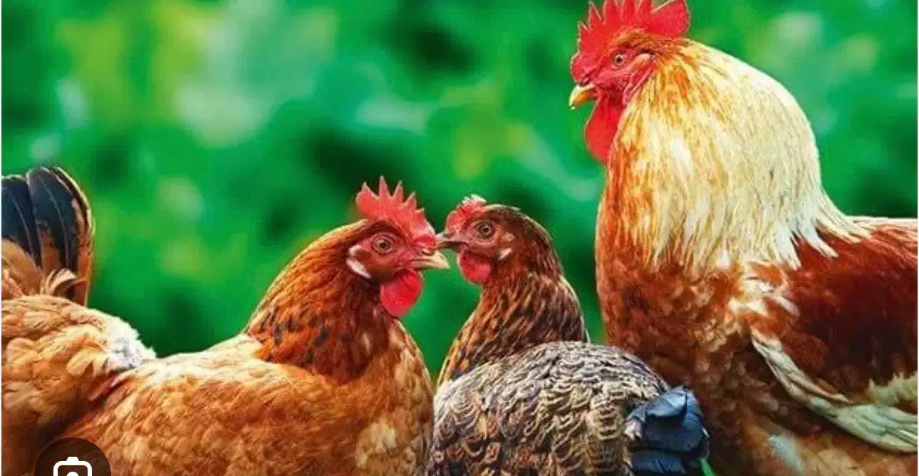 مرغ و خروس محلی|حیوانات مزرعه|گالیکش, |دیوار