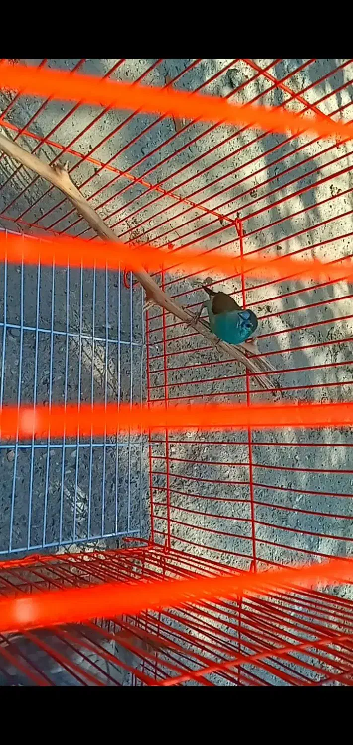 فنچ رنگی|پرنده|ایرانشهر, |دیوار