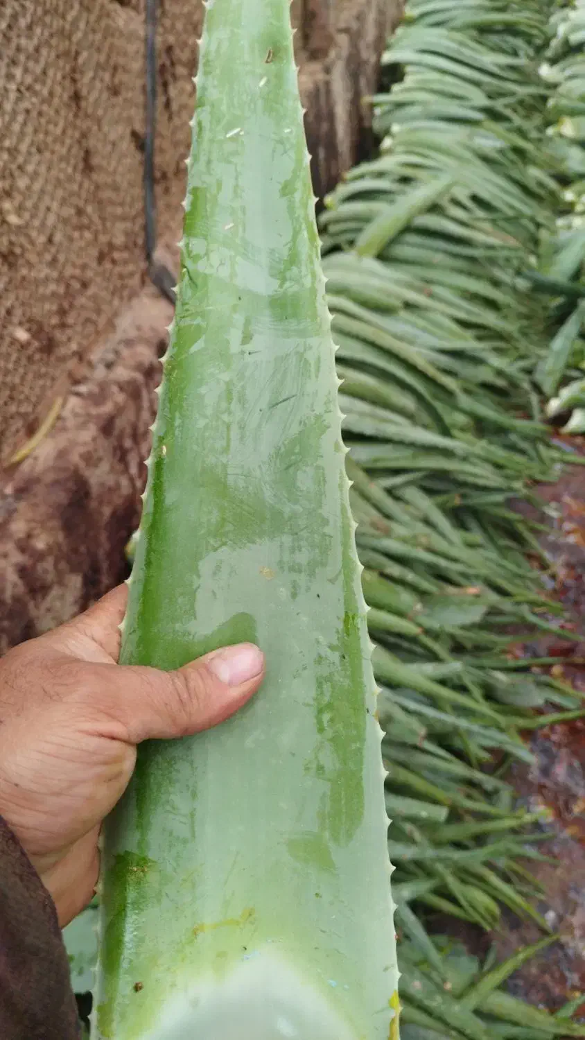 فروش پاجوش و برگ آلوورا|گل و گیاه طبیعی|بوئین زهرا, |دیوار