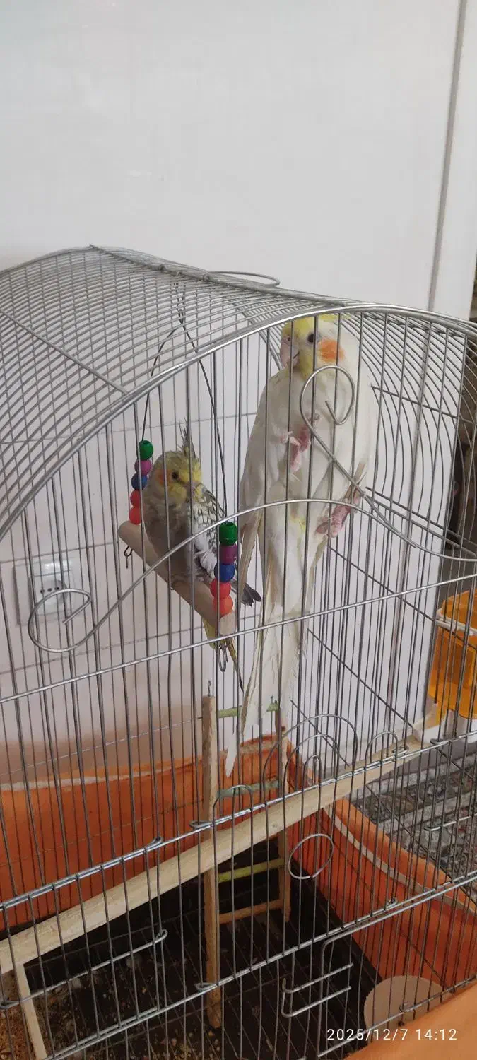 یک جفت عروس هلندی سالم وبالغ|پرنده|پاکدشت, پاکدشت (مامازند)|دیوار