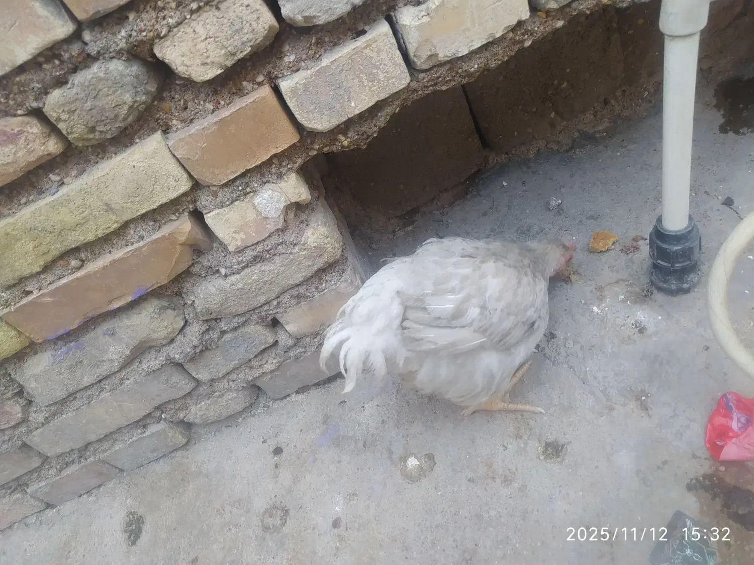 مرغ وخروس|حیوانات مزرعه|شوشتر, |دیوار