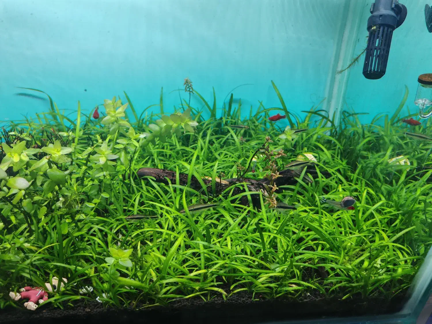 فروش اکواریوم پلنت|ماهی|جهرم, |دیوار