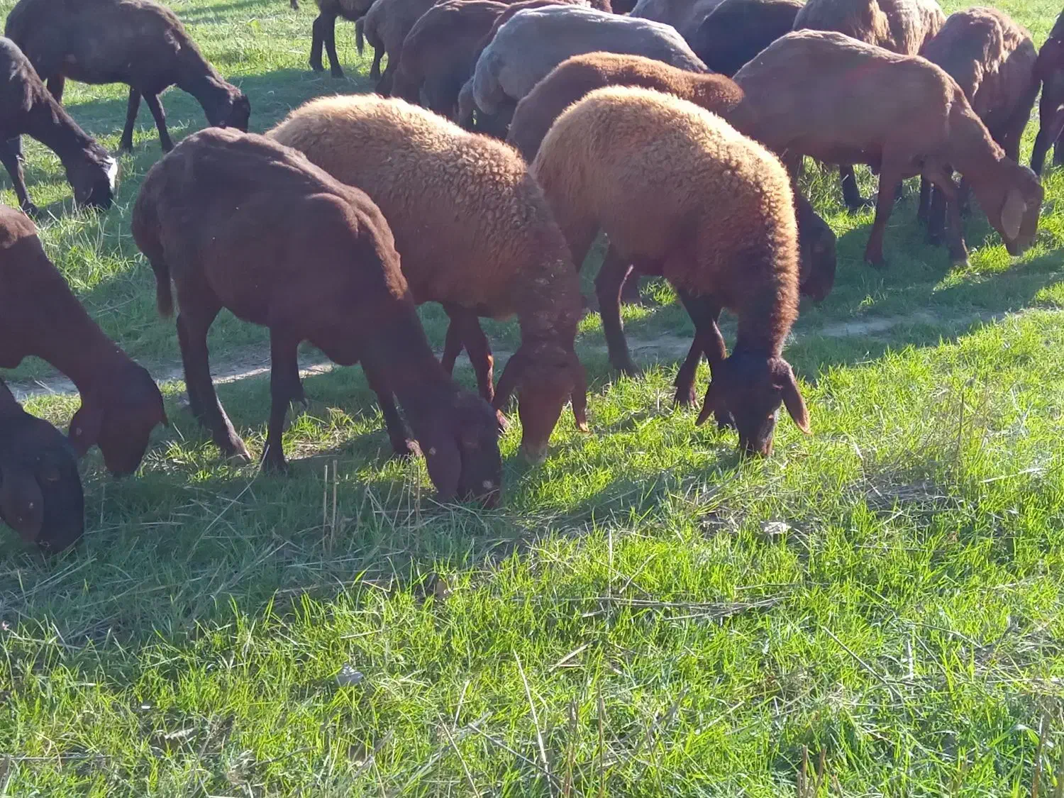 گوسفند آبستن شیشک|حیوانات مزرعه|گلوگاه, |دیوار