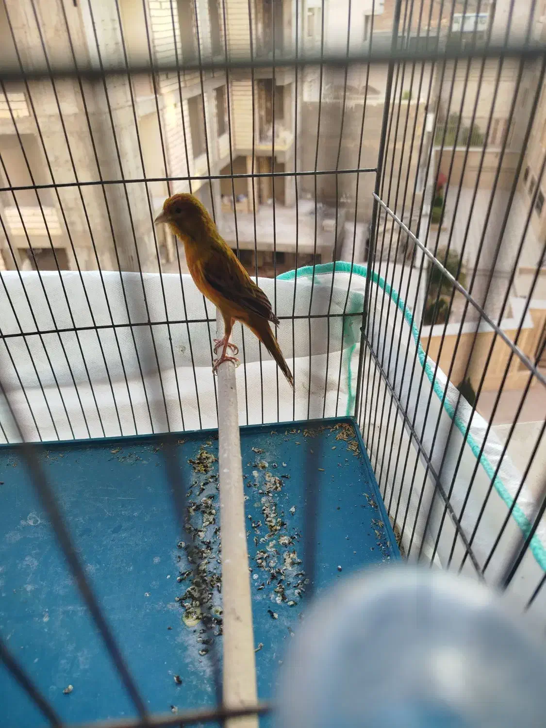 قناری سبز و رسمی ابلغ|پرنده|شیراز, شهرک بهشتی|دیوار