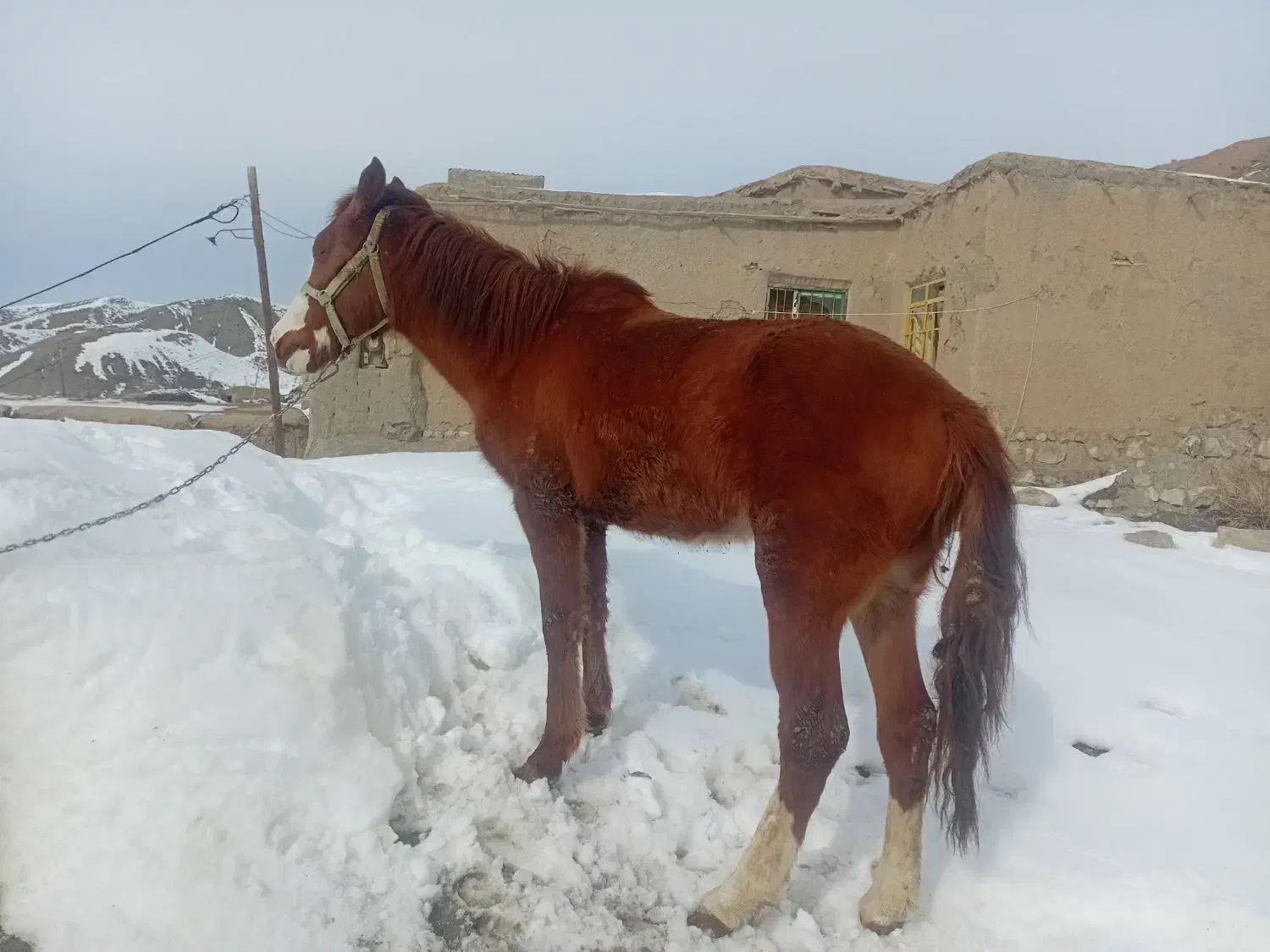 اسب نریان|اسب و تجهیزات اسب‌سواری|شیروان (خراسان), |دیوار