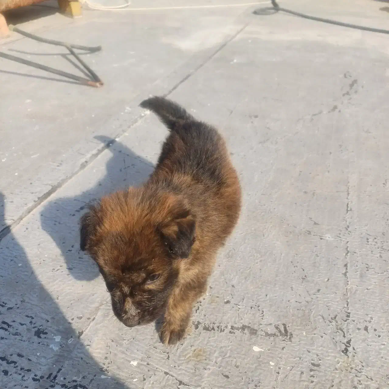 توله ژرمن شپرد ماده دوماهه اصیل|سگ|ماهدشت, |دیوار