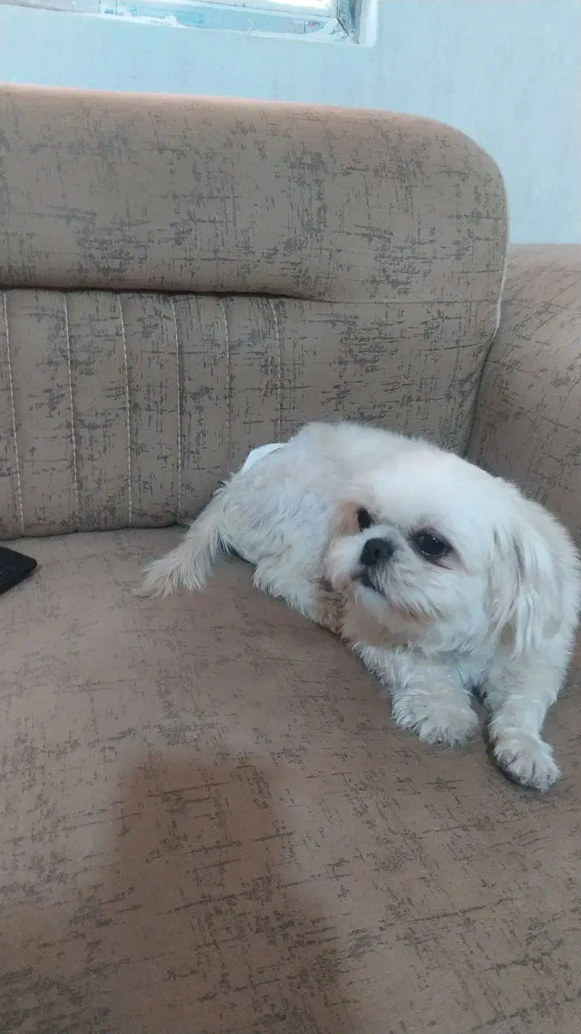 شیتزو فلت اصل مینیاتوری سایز ریز|سگ|پرند, فاز ۳|دیوار