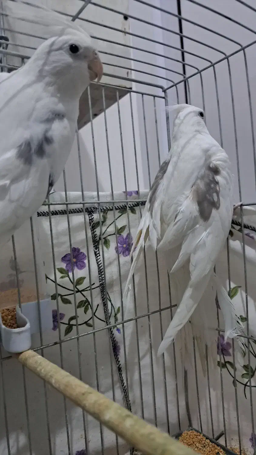 عروس هلندی|پرنده|پیرانشهر, |دیوار