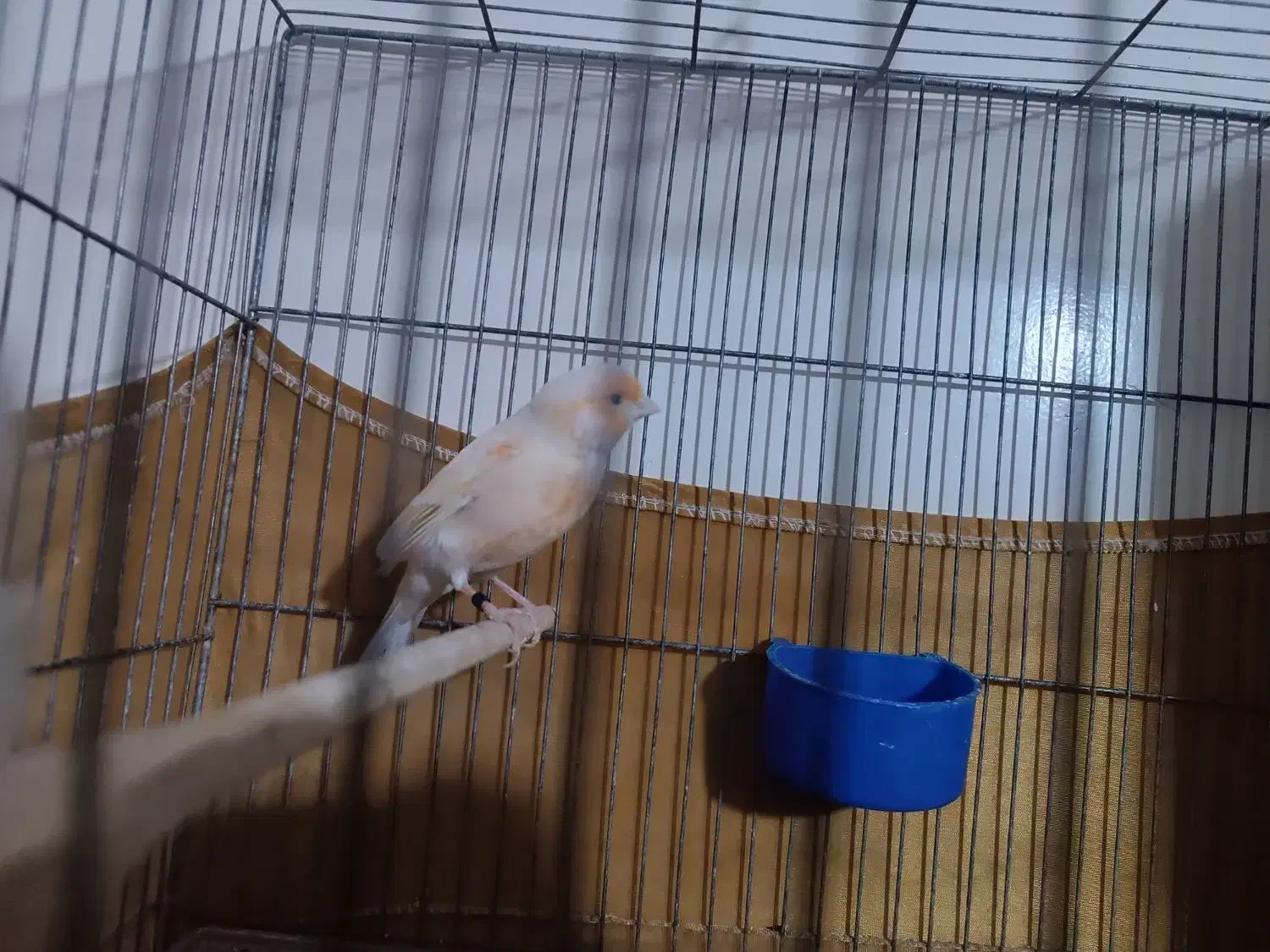 دو عدد قنار نر سالم و سرحال|پرنده|پاکدشت, پاکدشت (مامازند)|دیوار