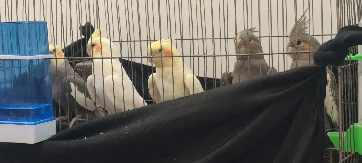 عروس مولد به شرط با جوجه|پرنده|قم, زاویه|دیوار