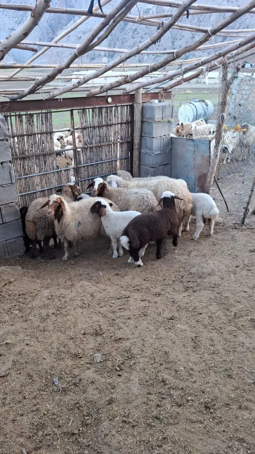 میش و بره|حیوانات مزرعه|دره شهر, |دیوار