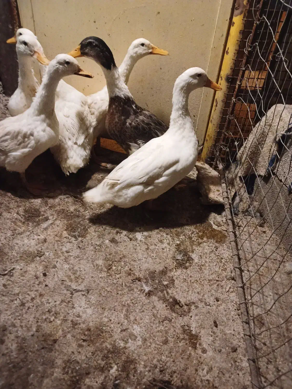 پرنده ادک|پرنده|بهبهان, |دیوار