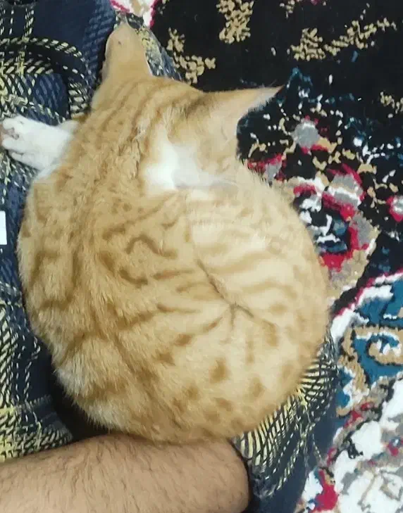 واگذاری گربه نارنجی|گربه|گالیکش, |دیوار