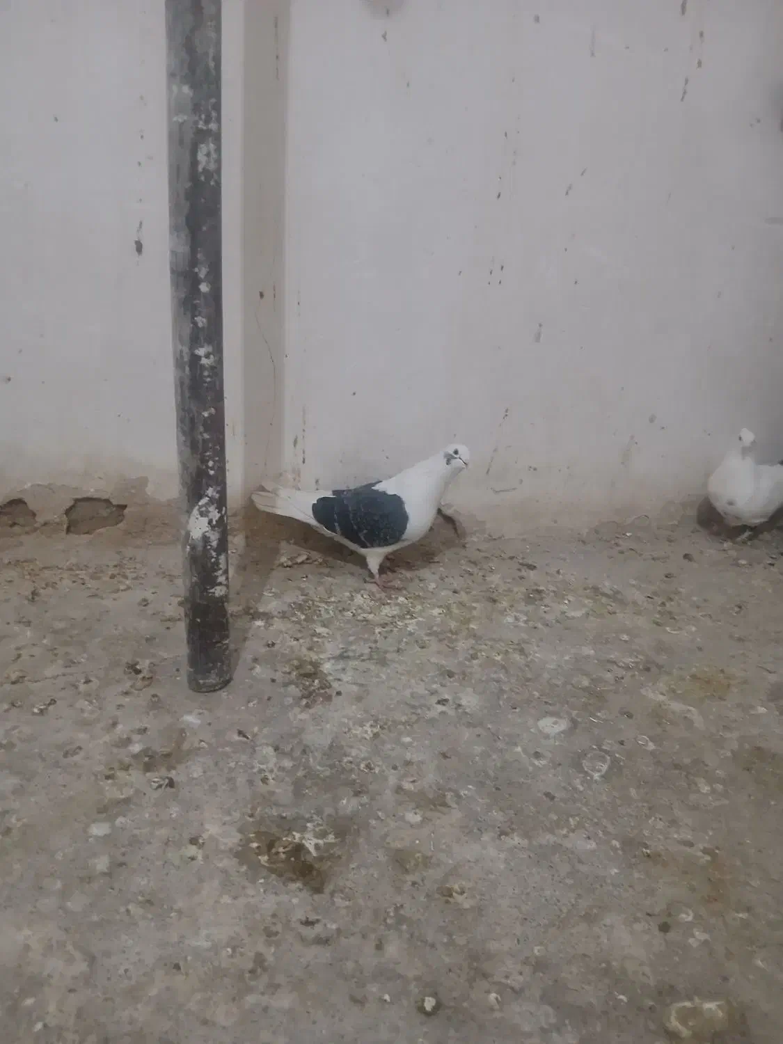 دوکت|پرنده|اصفهان, مارچین|دیوار