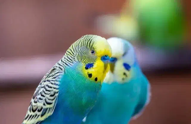 مرغ عشق کار داده|پرنده|ایرانشهر, |دیوار