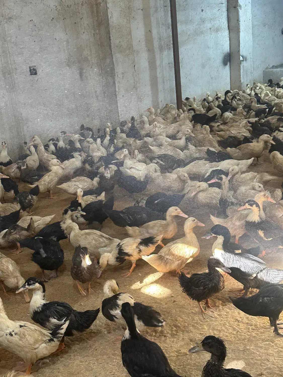 اردک محلی دونه ای۲۵۰|حیوانات مزرعه|بابل, |دیوار