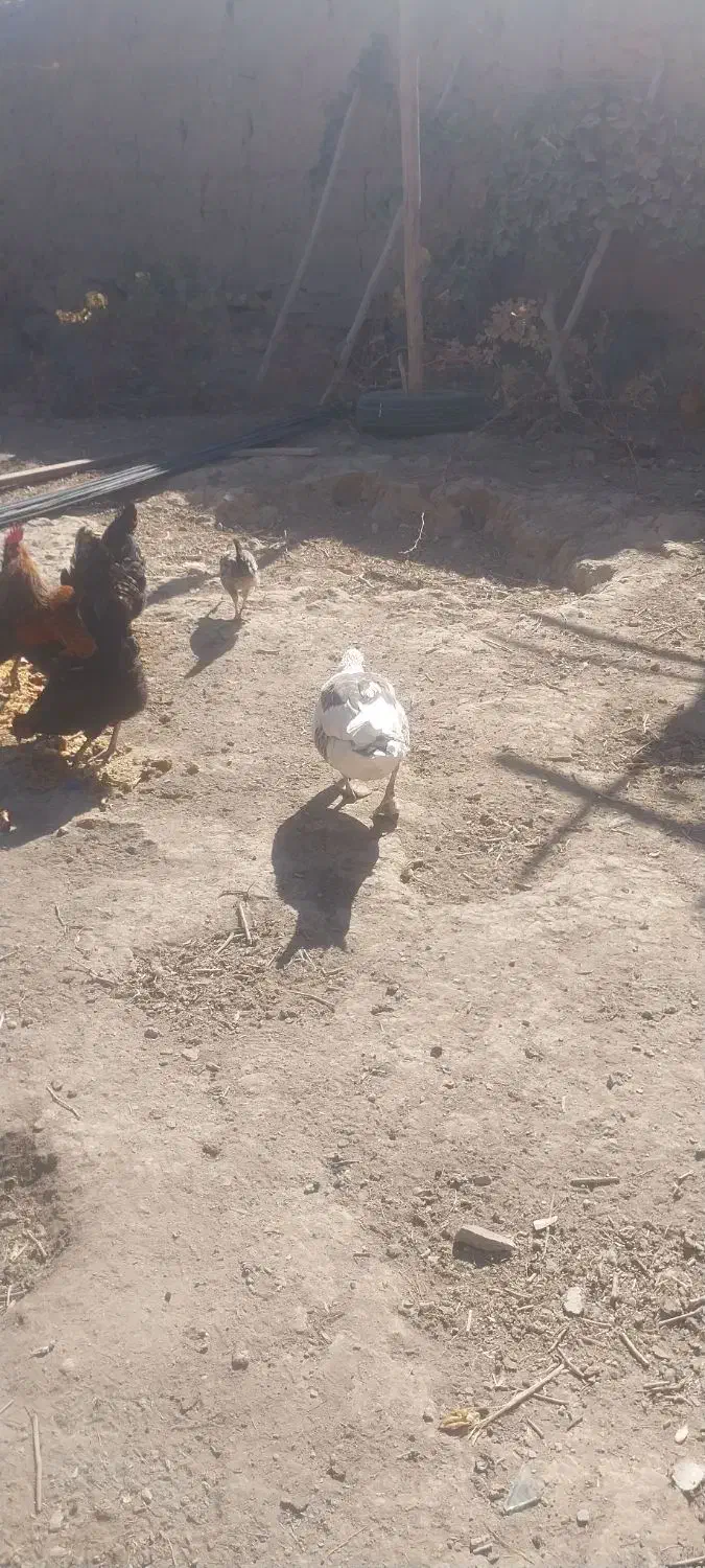 غاز محلی|حیوانات مزرعه|شراء, |دیوار