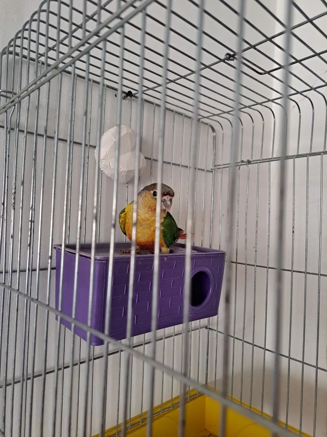 جوجه گرینچیک|پرنده|قدس, شهرقدس|دیوار