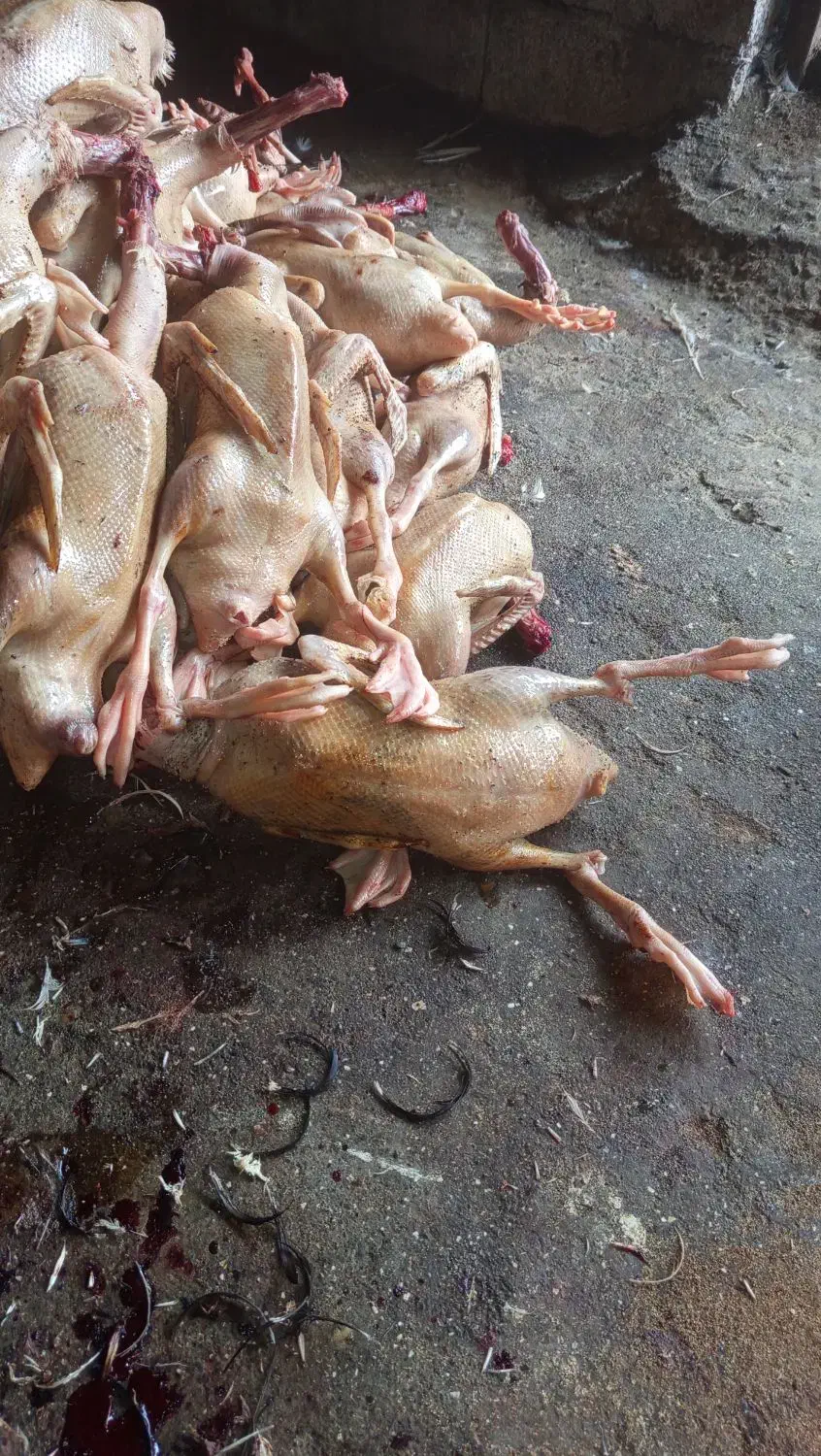 اوردگ محلی|حیوانات مزرعه|اسالم, |دیوار