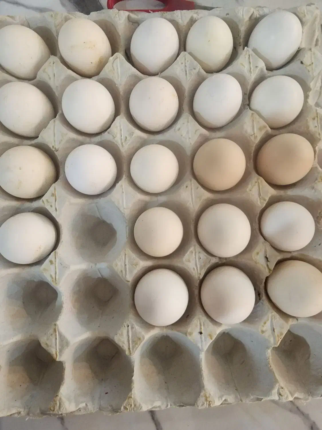 تخم مرغ|حیوانات مزرعه|فلاورجان, |دیوار